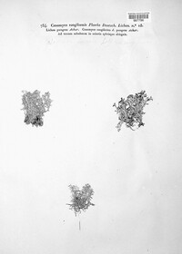 Cladonia rangiformis image